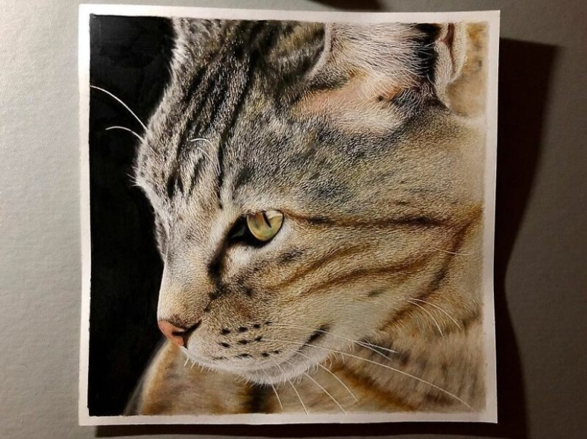 23 drawings of cats in the genre of hyperrealism 23 drawings of cats in the genre of hyperrealism