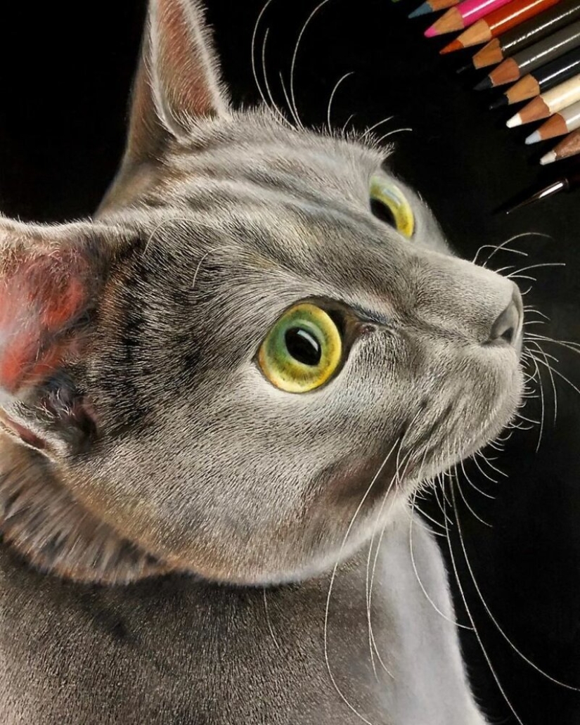 23 drawings of cats in the genre of hyperrealism 23 drawings of cats in the genre of hyperrealism