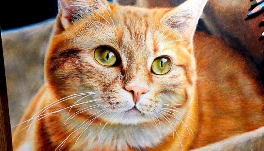 23 drawings of cats in the genre of hyperrealism