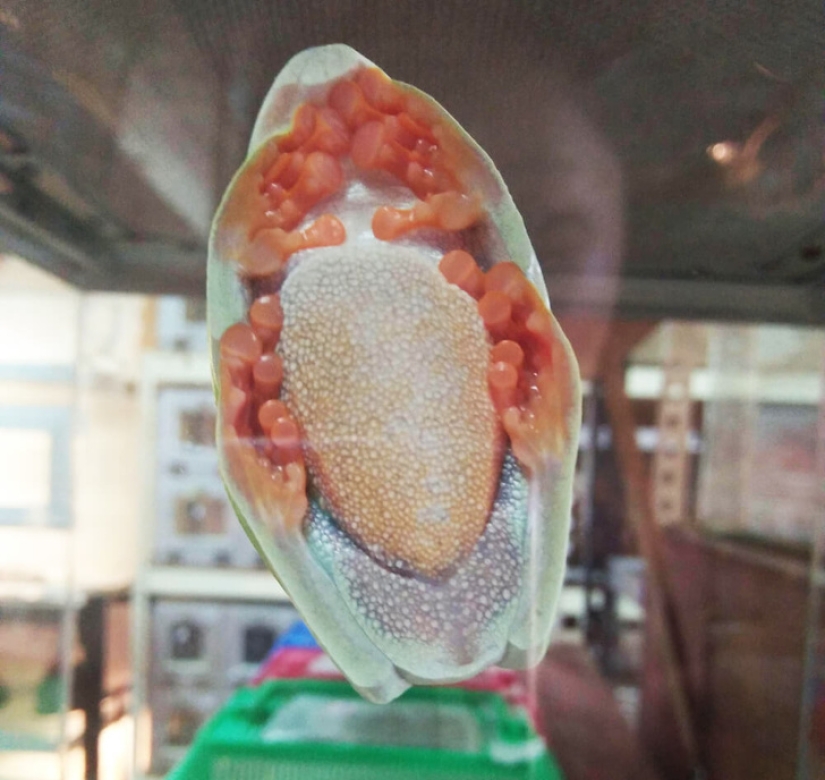 25 fotos que representan una mirada inusual a objetos familiares 25 fotos que representan una mirada inusual a objetos familiares