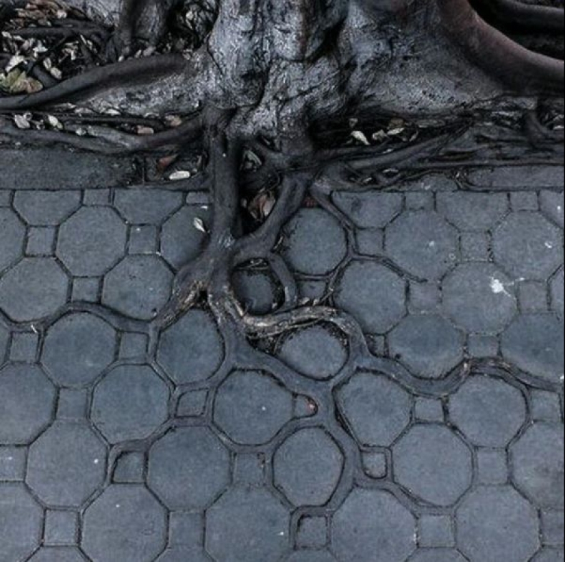 25 tiempo me alegro de ojo: una selección de fotos donde todo es perfecto