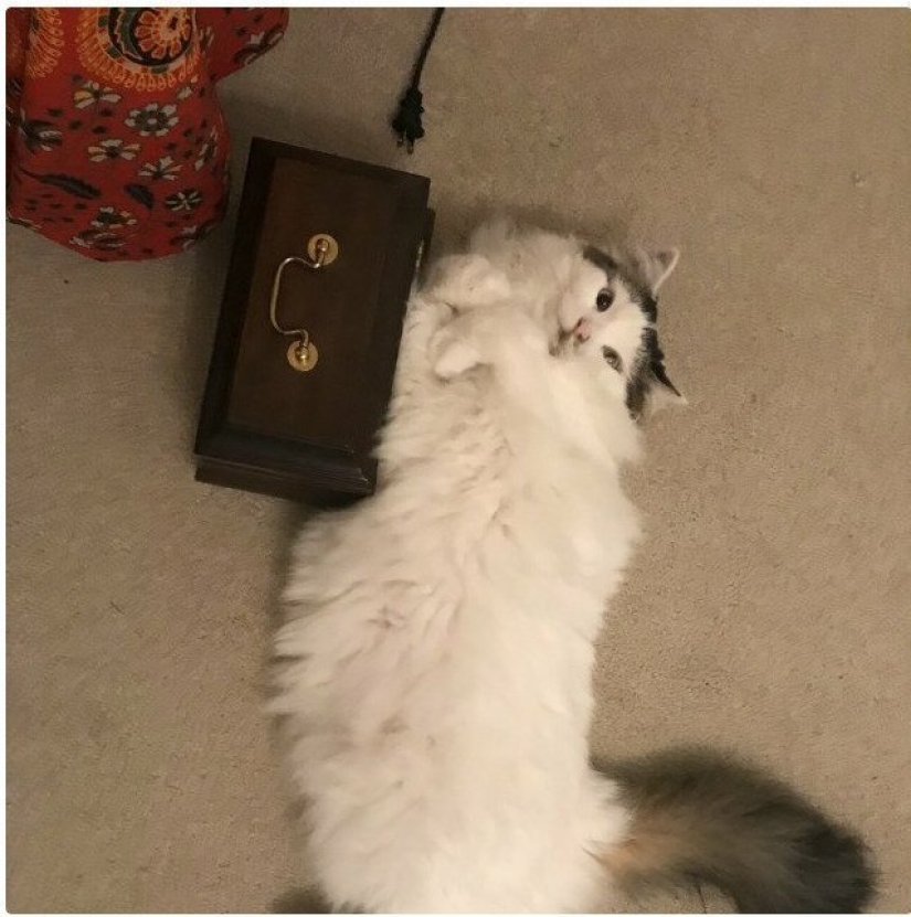 26 fathers who were against "that stupid cat", but something went wrong 26 fathers who were against "that stupid cat", but something went wrong