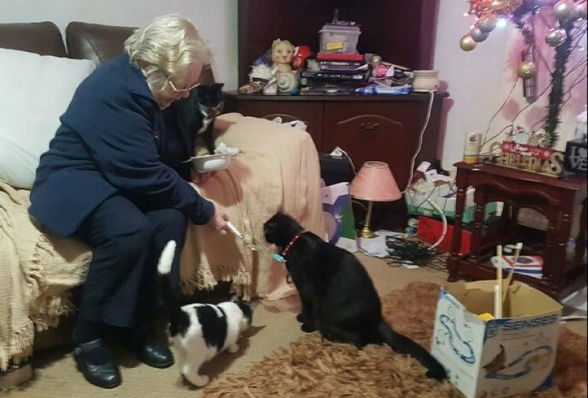 26 fathers who were against "that stupid cat", but something went wrong 26 fathers who were against "that stupid cat", but something went wrong