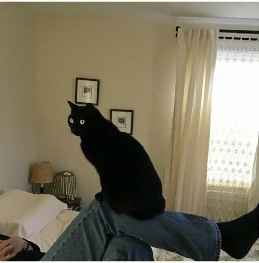 26 fathers who were against "that stupid cat", but something went wrong 26 fathers who were against "that stupid cat", but something went wrong