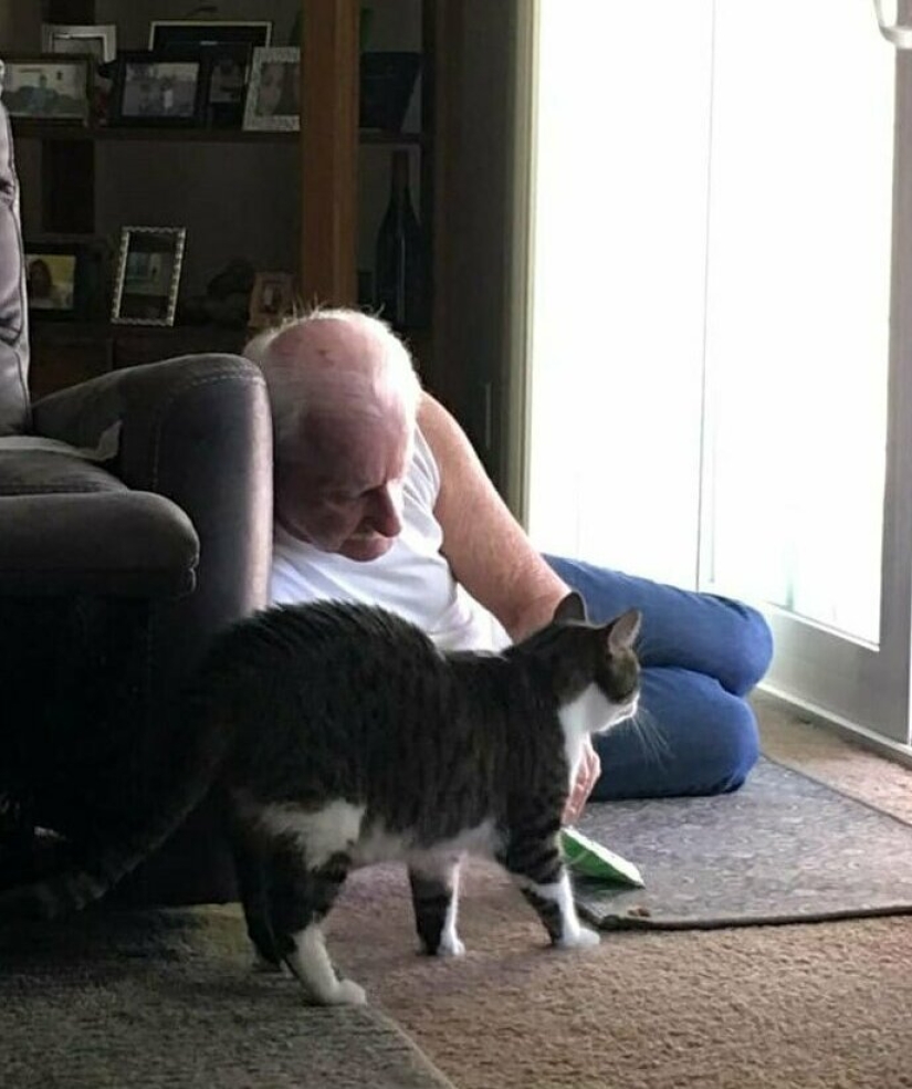 26 fathers who were against "that stupid cat", but something went wrong 26 fathers who were against "that stupid cat", but something went wrong