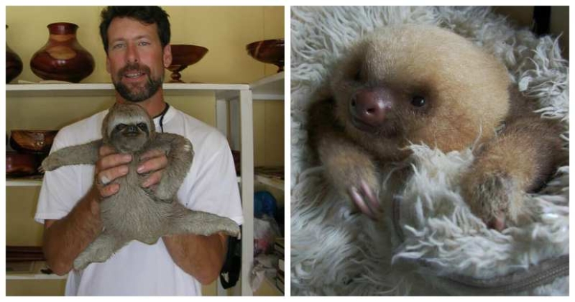 30 cute photos of sloths that will charge the mood 30 cute photos of sloths that will charge the mood