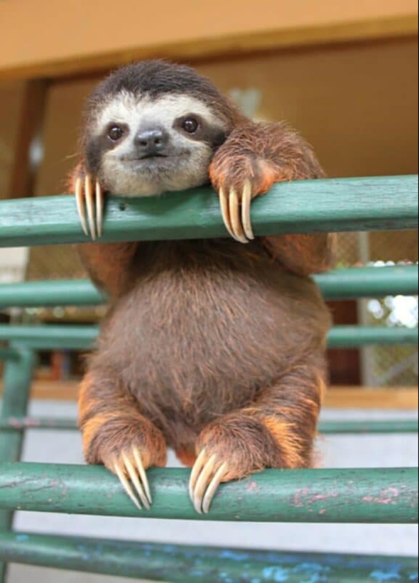 30 cute photos of sloths that will charge the mood 30 cute photos of sloths that will charge the mood