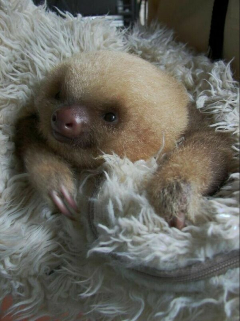30 cute photos of sloths that will charge the mood 30 cute photos of sloths that will charge the mood