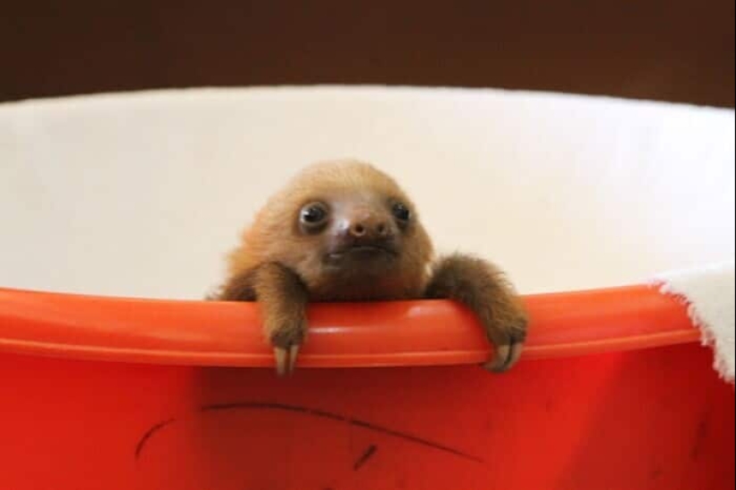 30 cute photos of sloths that will charge the mood 30 cute photos of sloths that will charge the mood
