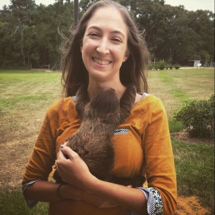 30 cute photos of sloths that will charge the mood 30 cute photos of sloths that will charge the mood