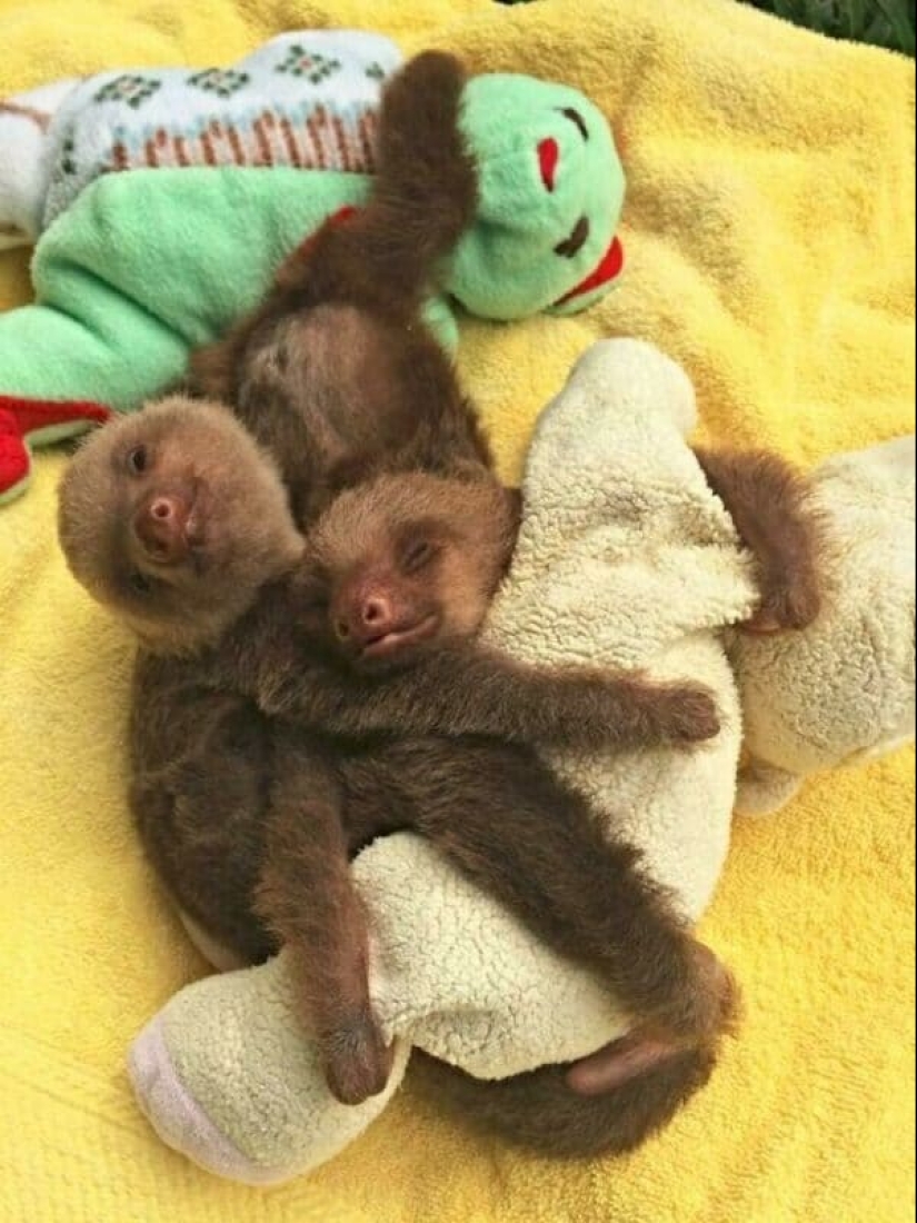 30 cute photos of sloths that will charge the mood 30 cute photos of sloths that will charge the mood