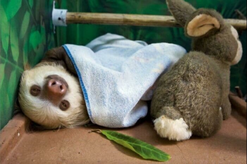 30 cute photos of sloths that will charge the mood 30 cute photos of sloths that will charge the mood