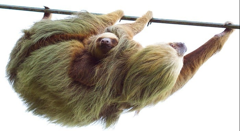 30 cute photos of sloths that will charge the mood 30 cute photos of sloths that will charge the mood