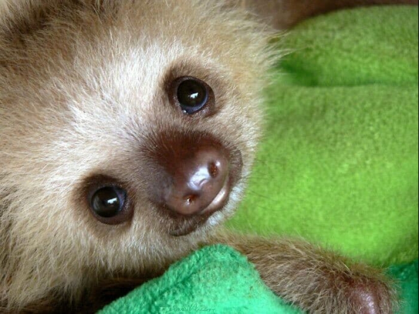 30 cute photos of sloths that will charge the mood 30 cute photos of sloths that will charge the mood