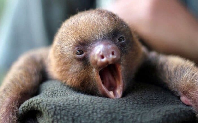 30 cute photos of sloths that will charge the mood 30 cute photos of sloths that will charge the mood