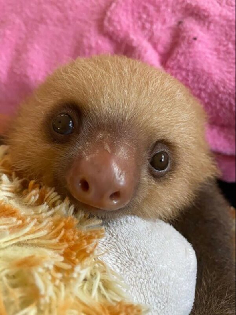 30 cute photos of sloths that will charge the mood 30 cute photos of sloths that will charge the mood