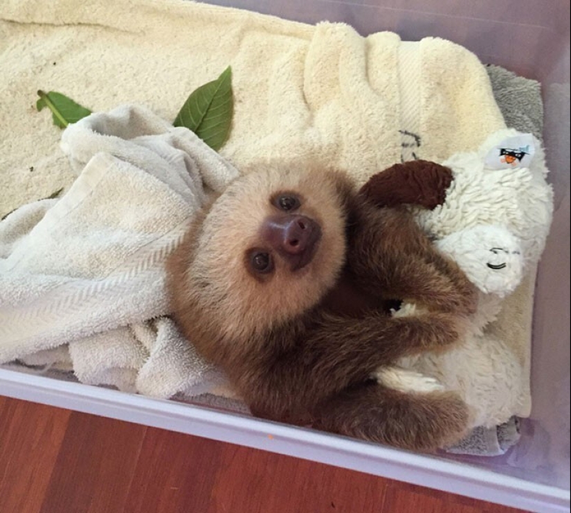30 cute photos of sloths that will charge the mood 30 cute photos of sloths that will charge the mood
