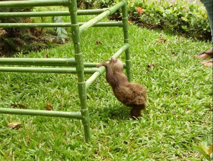 30 cute photos of sloths that will charge the mood 30 cute photos of sloths that will charge the mood