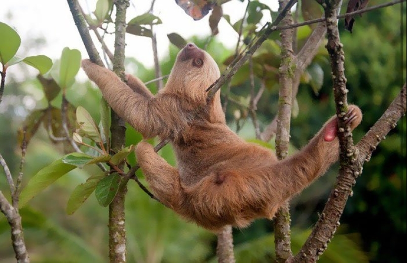 30 cute photos of sloths that will charge the mood 30 cute photos of sloths that will charge the mood