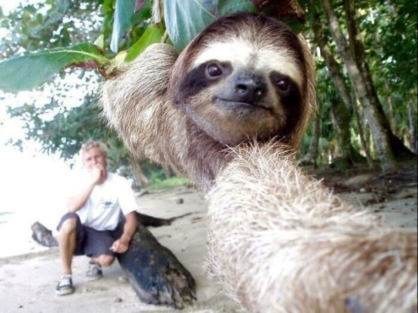 30 cute photos of sloths that will charge the mood 30 cute photos of sloths that will charge the mood