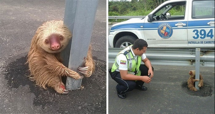 30 cute photos of sloths that will charge the mood 30 cute photos of sloths that will charge the mood