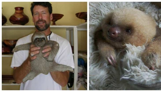 30 cute photos of sloths that will charge the mood