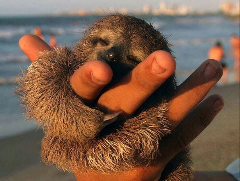 30 cute photos of sloths that will charge the mood 30 cute photos of sloths that will charge the mood