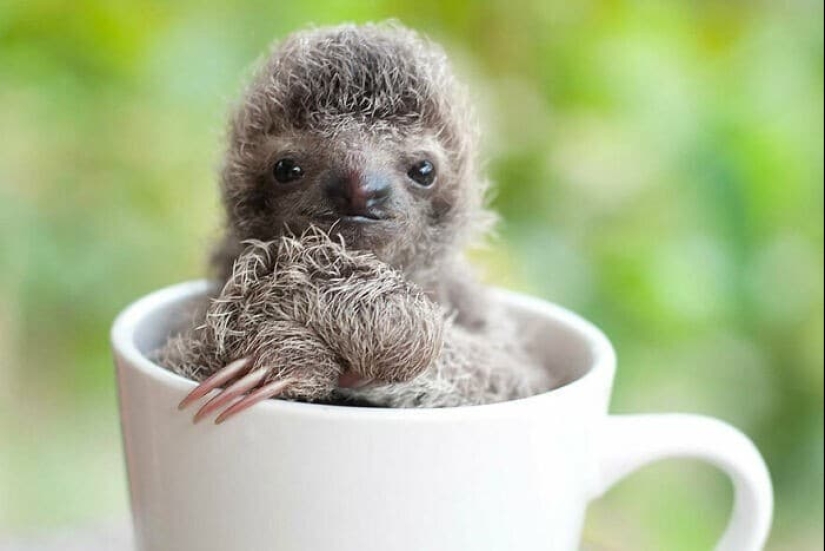 30 cute photos of sloths that will charge the mood 30 cute photos of sloths that will charge the mood