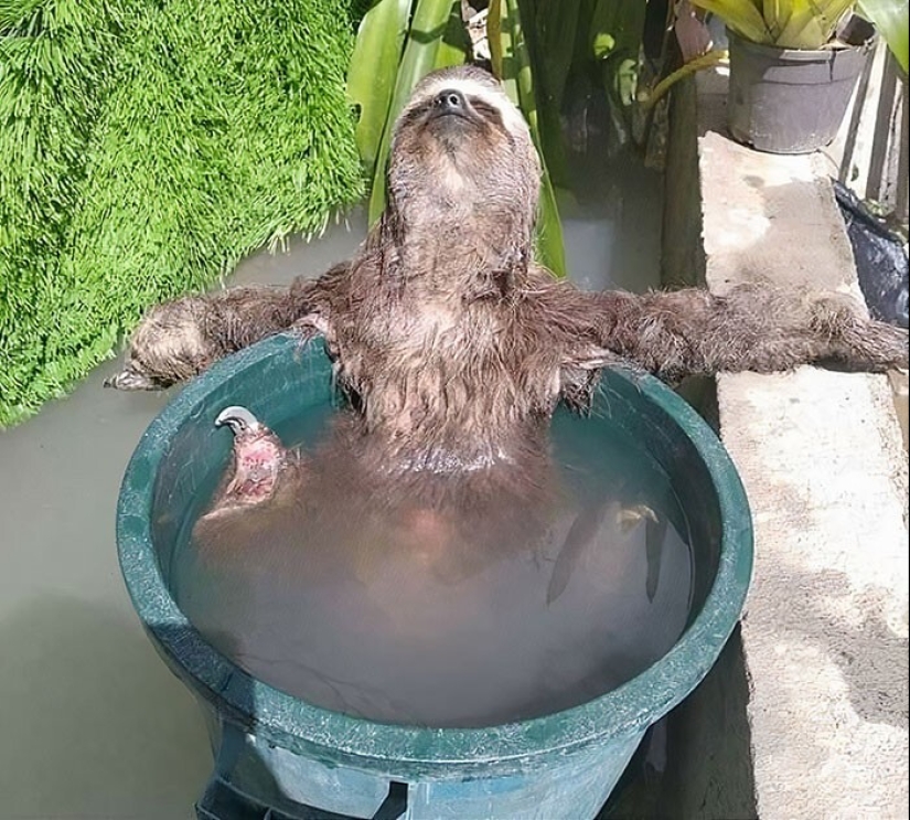 30 cute photos of sloths that will charge the mood 30 cute photos of sloths that will charge the mood