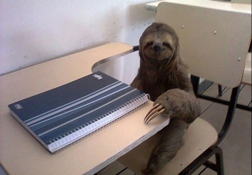 30 cute photos of sloths that will charge the mood 30 cute photos of sloths that will charge the mood