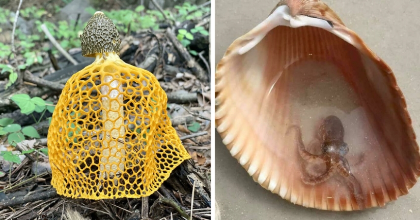 35 hallazgos inesperados que la gente ha compartido en línea 35 hallazgos inesperados que la gente ha compartido en línea