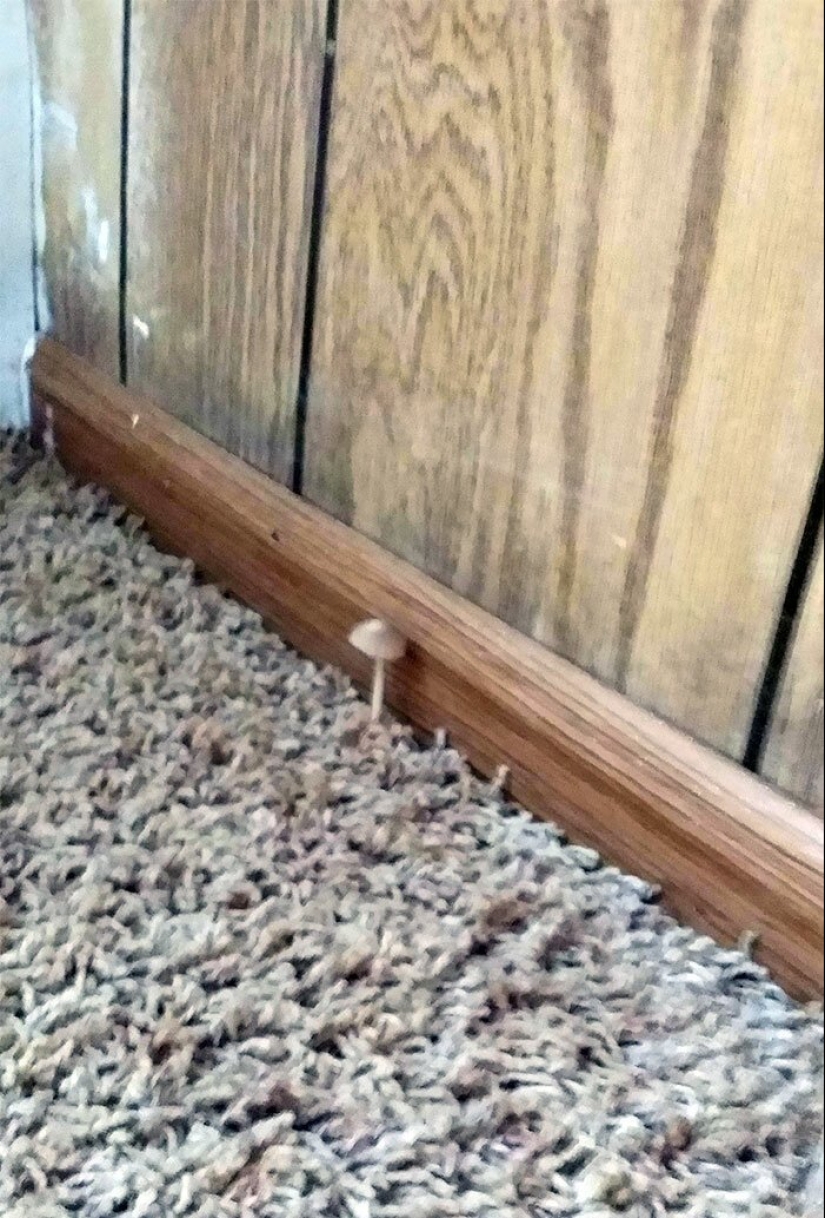 35 photos about what kind of horror you can meet in rented apartments 35 photos about what kind of horror you can meet in rented apartments