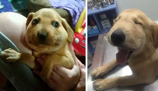 40 demonios pobres de cola que fueron mordidos por abejas 40 demonios pobres de cola que fueron mordidos por abejas