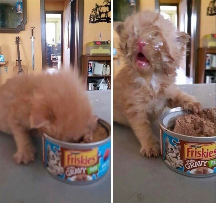 40 funny and strange pictures about food 40 funny and strange pictures about food