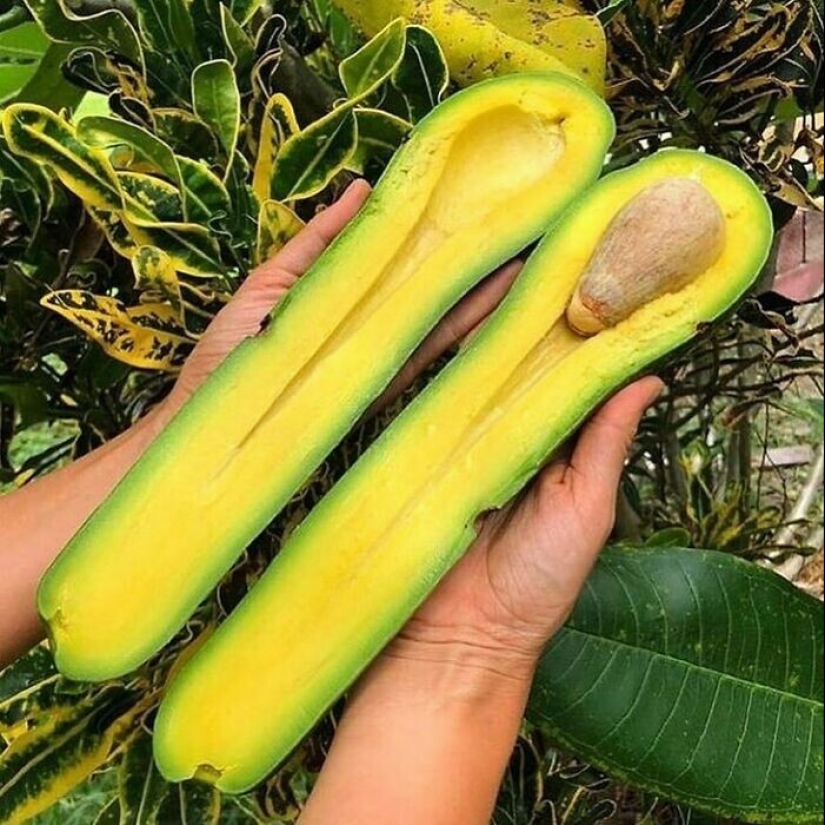 40 funny and strange pictures about food 40 funny and strange pictures about food