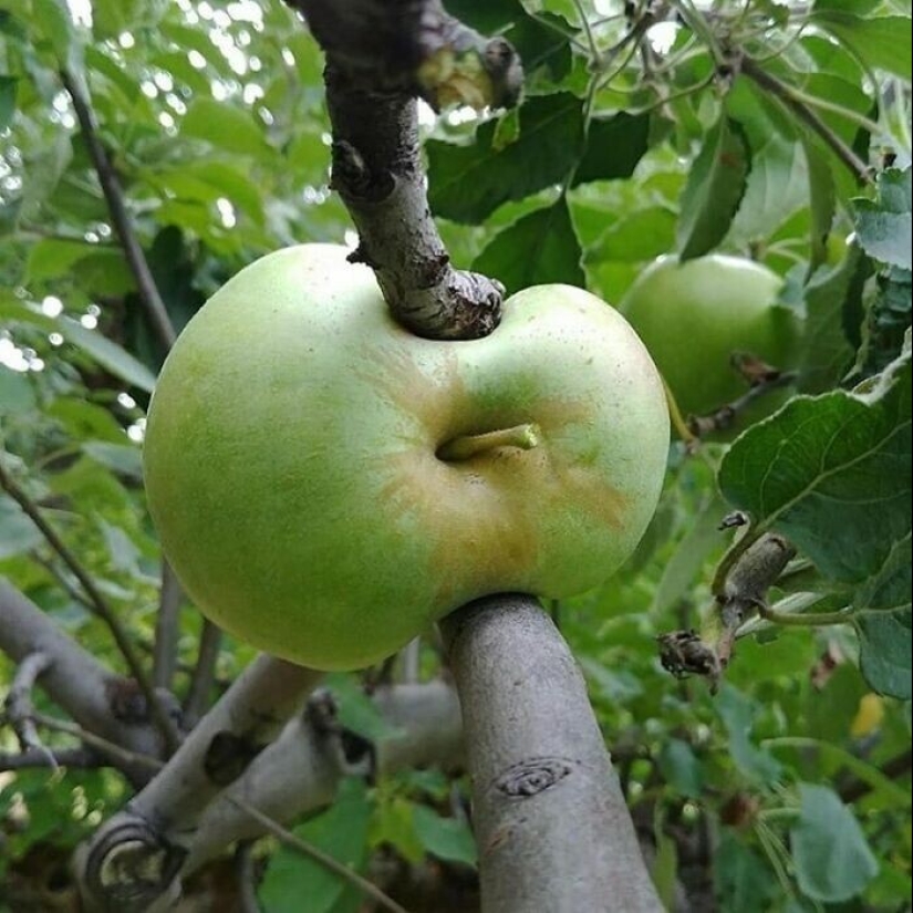 40 funny and strange pictures about food 40 funny and strange pictures about food