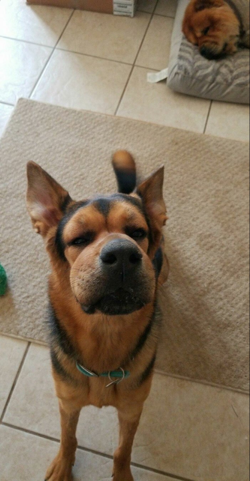 40 tailed poor devils who were bitten by bees