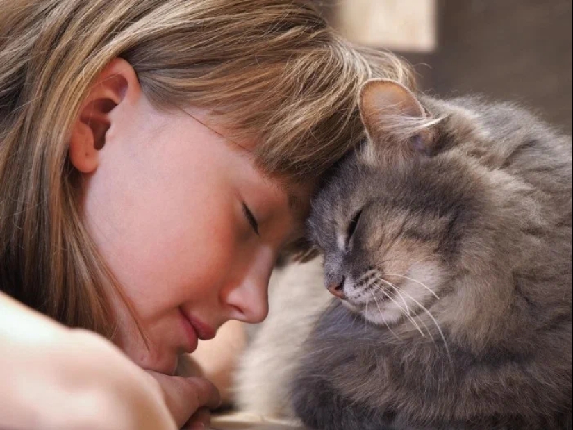 5 formas de demostrarle tu amor a tu gato 5 formas de demostrarle tu amor a tu gato