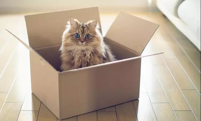 5 formas de demostrarle tu amor a tu gato 5 formas de demostrarle tu amor a tu gato