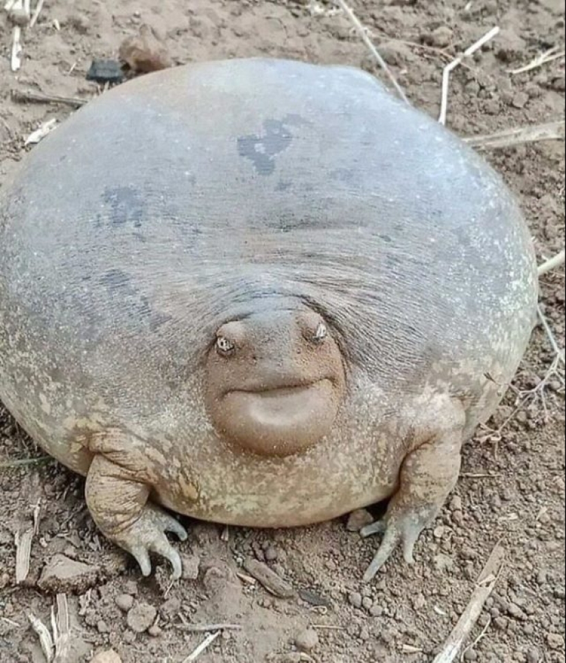 55 fotos impresionantes de cosas fenomenalmente grandes 55 fotos impresionantes de cosas fenomenalmente grandes