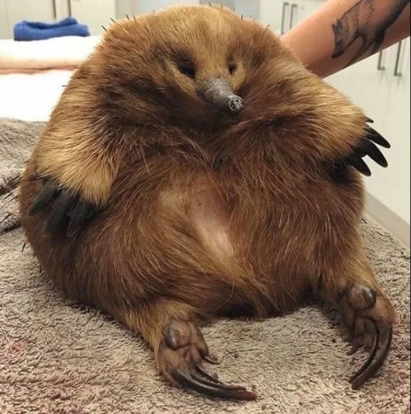 55 fotos impresionantes de cosas fenomenalmente grandes 55 fotos impresionantes de cosas fenomenalmente grandes