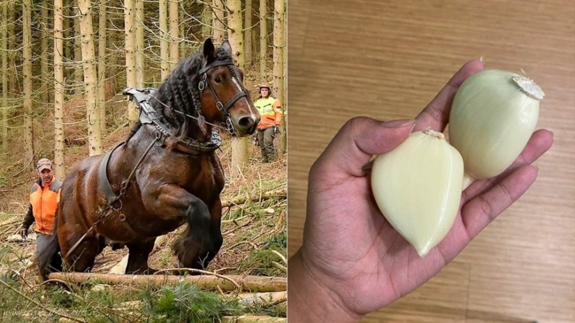 55 impressive photos of phenomenally big things 55 impressive photos of phenomenally big things