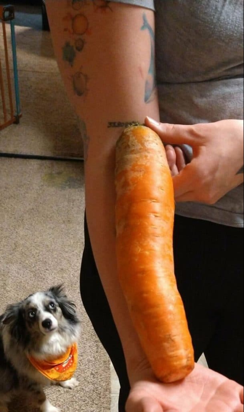 55 impressive photos of phenomenally big things 55 impressive photos of phenomenally big things