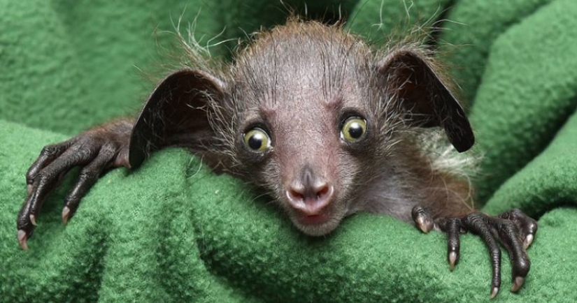 6 hechos sobre el ai-ai-un animal cuyo nombre está prohibido pronunciar 6 hechos sobre el ai-ai-un animal cuyo nombre está prohibido pronunciar