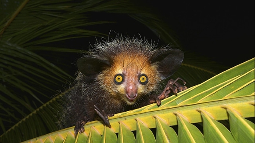 6 hechos sobre el ai-ai-un animal cuyo nombre está prohibido pronunciar 6 hechos sobre el ai-ai-un animal cuyo nombre está prohibido pronunciar