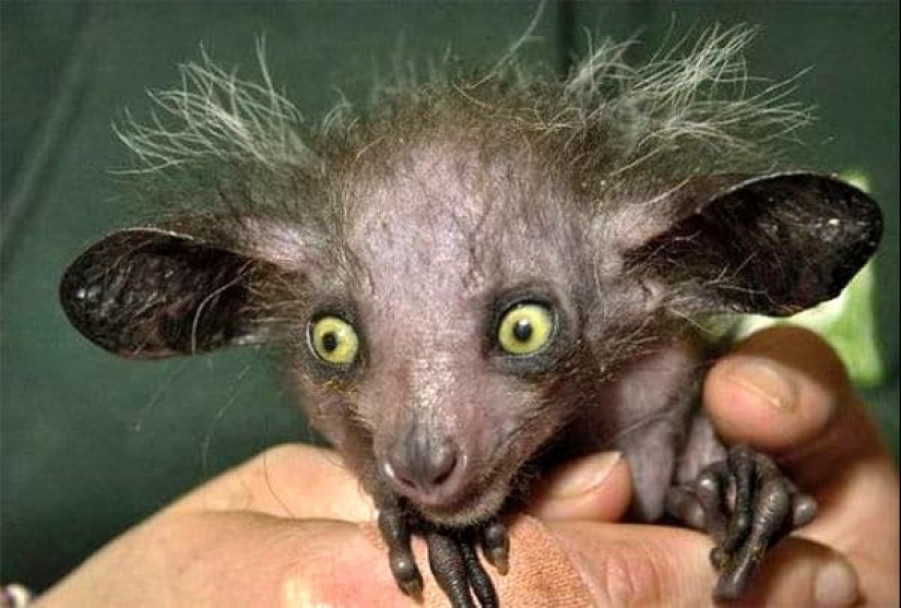 6 hechos sobre el ai-ai-un animal cuyo nombre está prohibido pronunciar 6 hechos sobre el ai-ai-un animal cuyo nombre está prohibido pronunciar