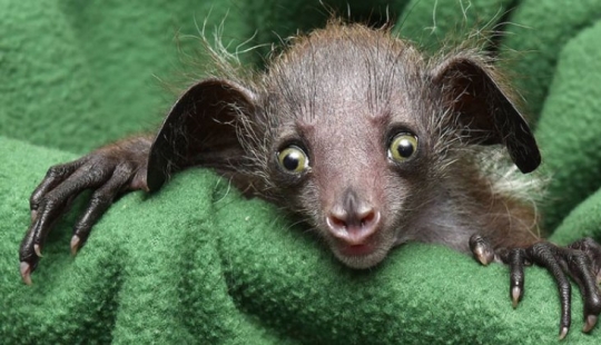 6 hechos sobre el ai-ai-un animal cuyo nombre está prohibido pronunciar 6 hechos sobre el ai-ai-un animal cuyo nombre está prohibido pronunciar