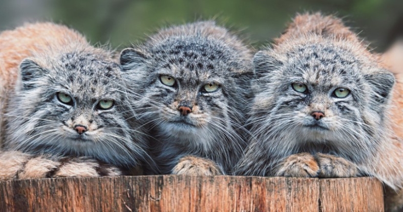 8 facts about manuls that will change your idea of these cats 8 facts about manuls that will change your idea of these cats