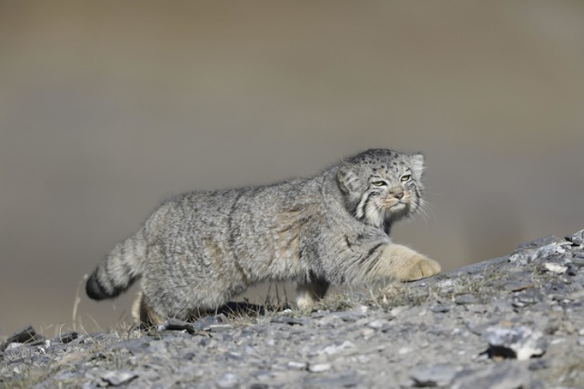 8 facts about manuls that will change your idea of these cats 8 facts about manuls that will change your idea of these cats