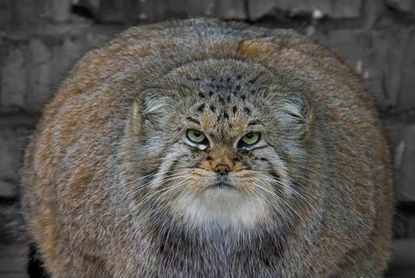 8 facts about manuls that will change your idea of these cats 8 facts about manuls that will change your idea of these cats